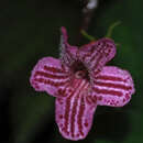 Image of Kohleria huilensis Arango-Gómez, Clavijo & Zuluaga