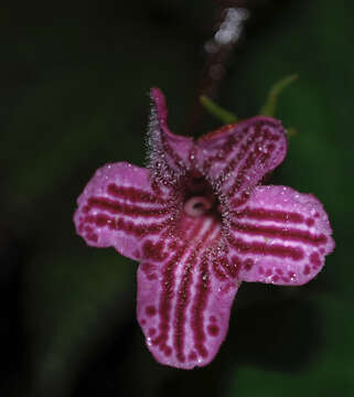 Image of Kohleria huilensis Arango-Gómez, Clavijo & Zuluaga