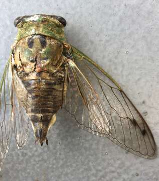 Image of Neotibicen winnemanna (Davis & W. T. 1912)