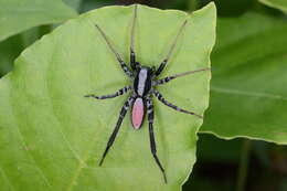 Image of Castianeira dorsata (Banks 1898)