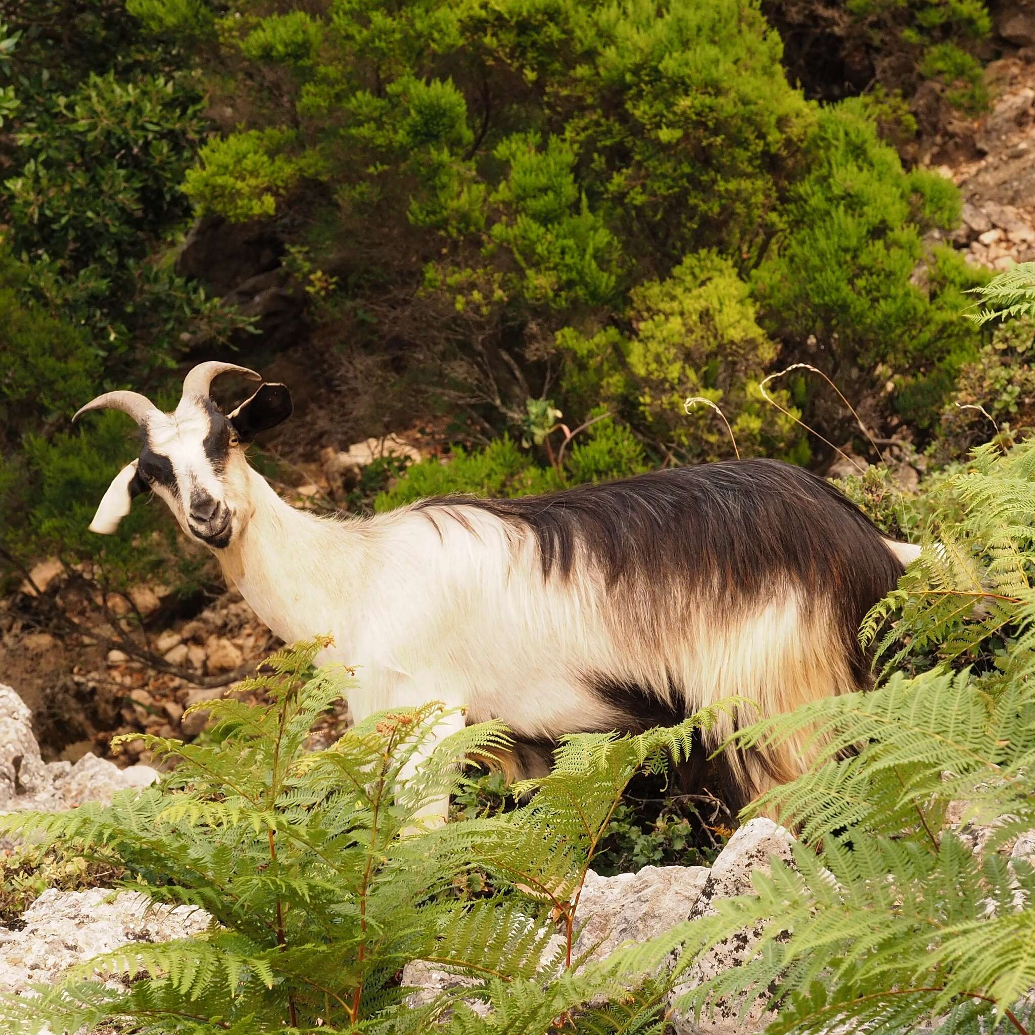 Image of domestic goat