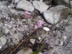 Image of Gladiolus brevifolius Jacq.