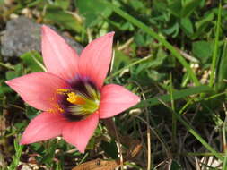 Image of Romulea obscura var. subtestacea M. P. de Vos