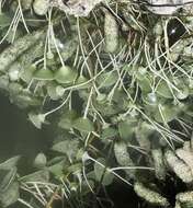 Image of Acetabularia crenulata