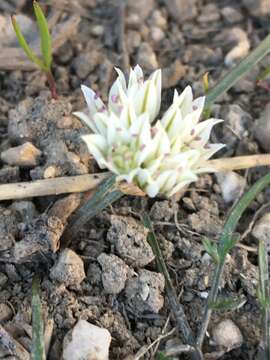 Image of Brandegee's onion