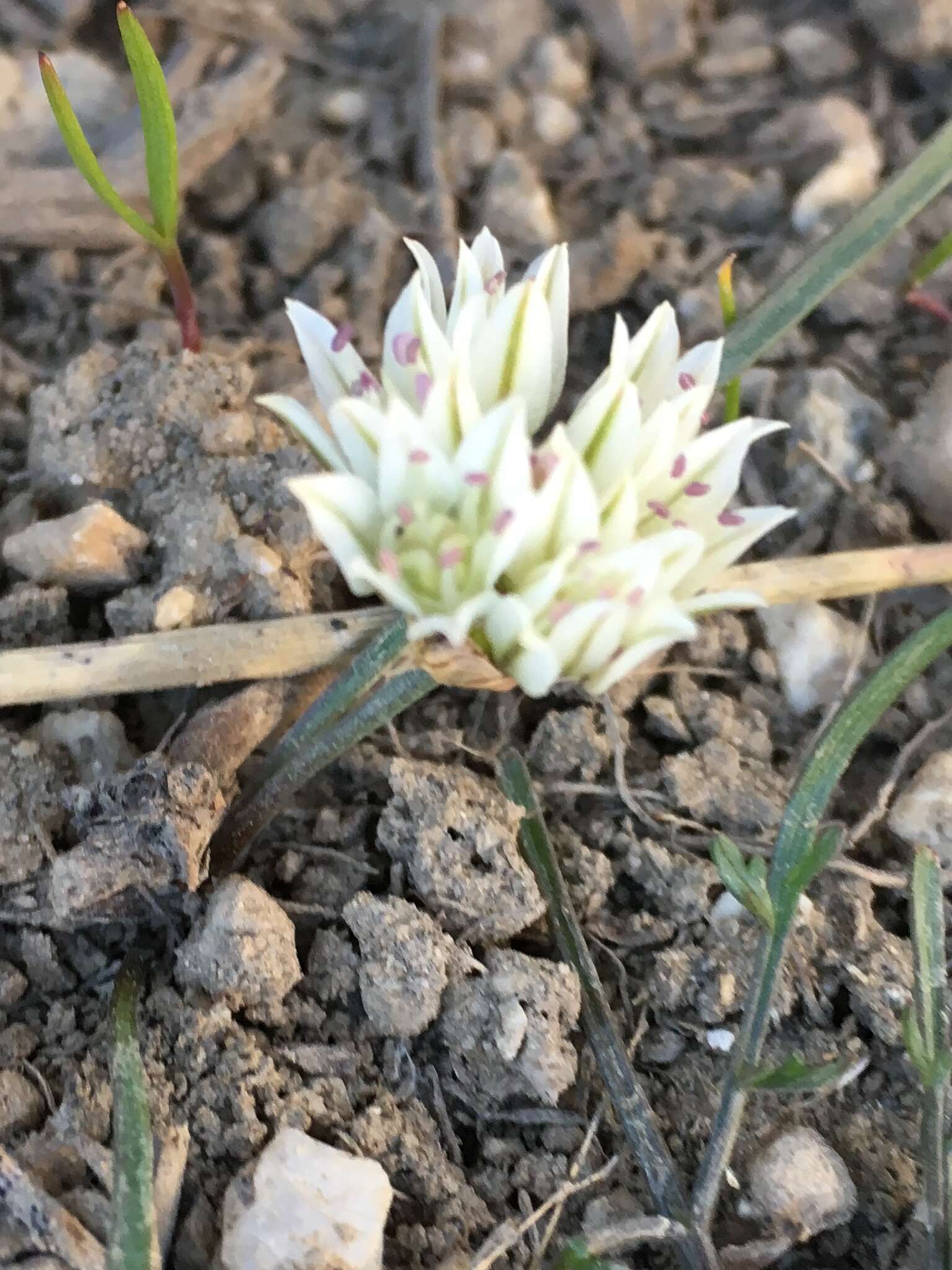 Allium brandegeei S. Watson的圖片