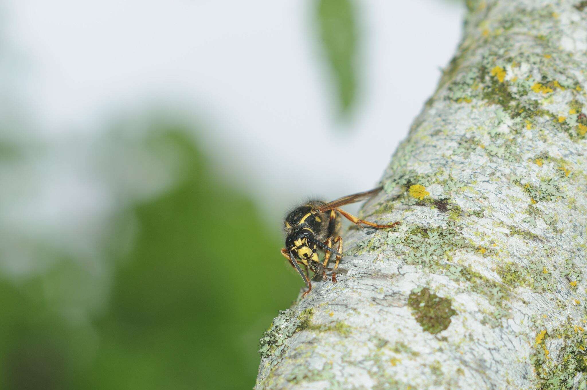 Image of Dolichovespula adulterina (Buysson 1905)