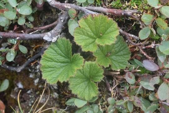 Image of Caltha-Leaf Avens