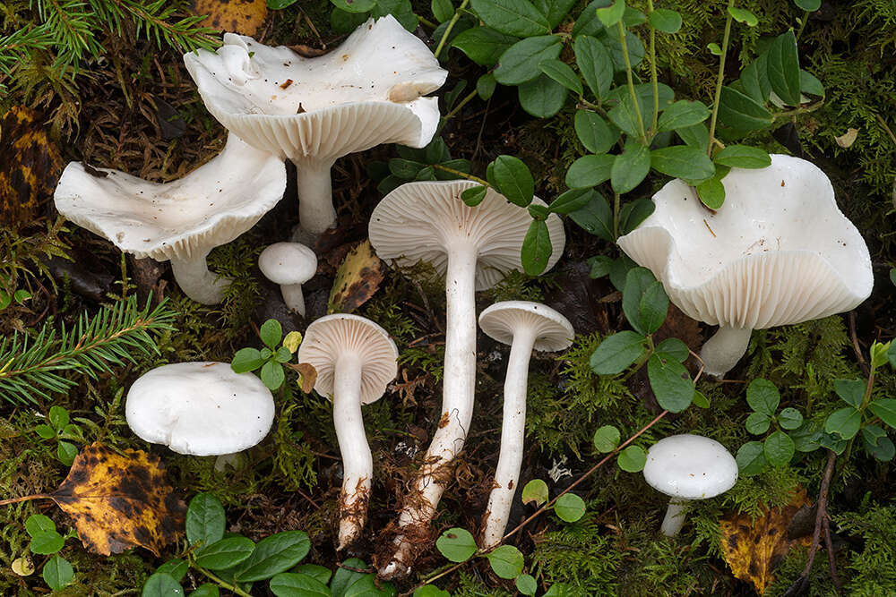 Image of Hygrophorus piceae Kühner 1949