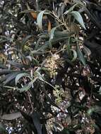 Olea europaea subsp. guanchica P. Vargas, J. Hess, Muñoz Garm. & Kadereit resmi