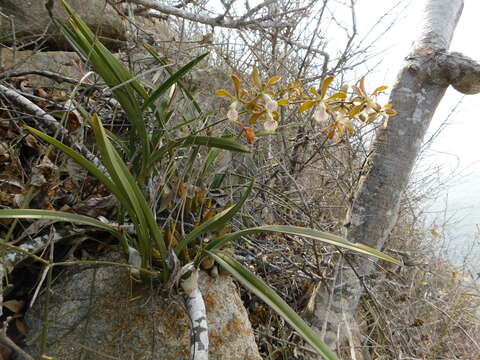 Слика од Encyclia trachycarpa (Lindl.) Schltr.