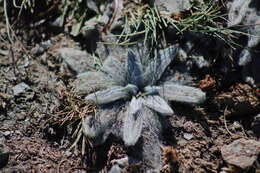 Plantago nivalis Boiss. resmi