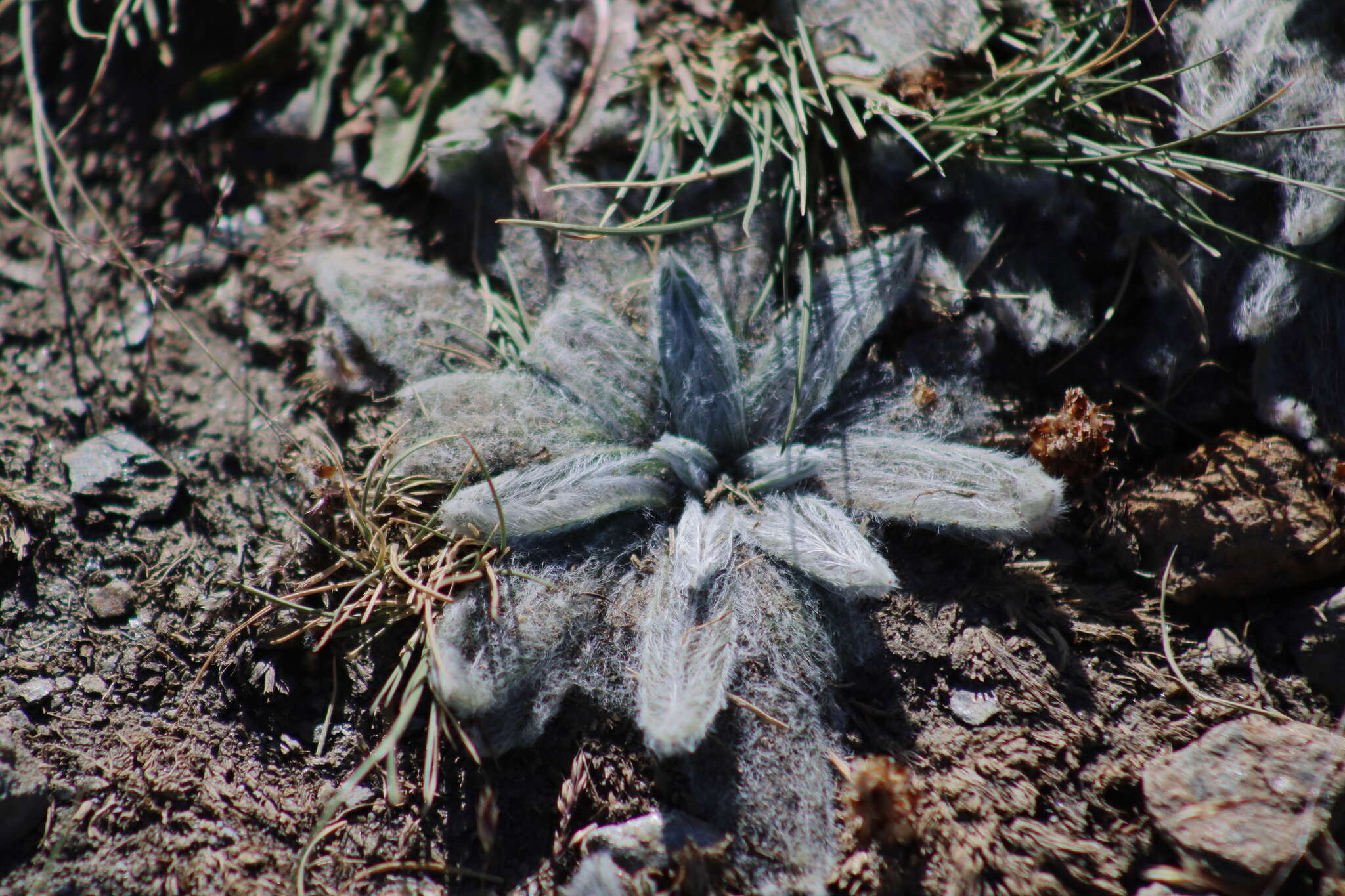 Plantago nivalis Boiss.的圖片