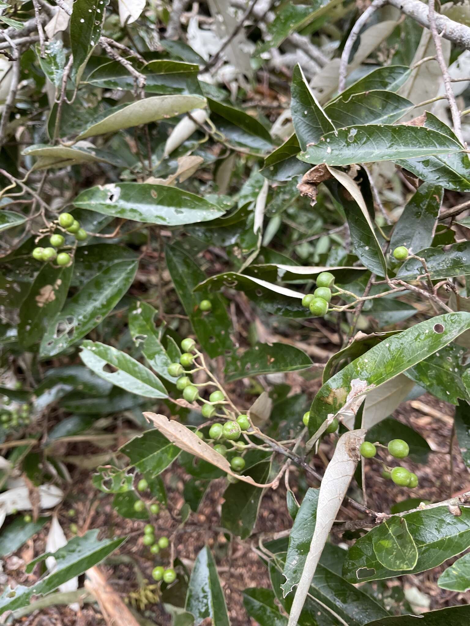 Слика од Eucalyptus crebra F. Müll.