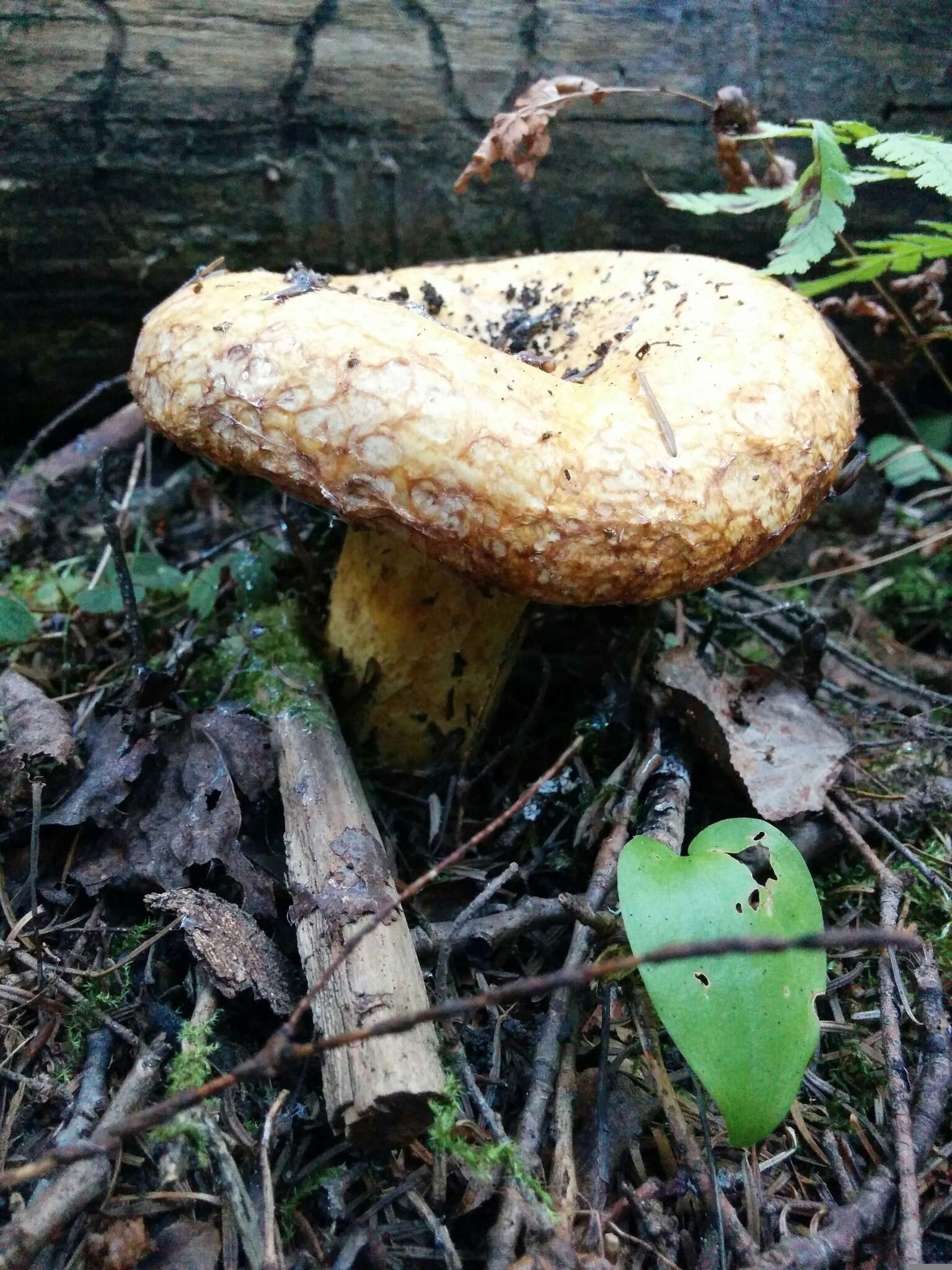 Image of Lactarius repraesentaneus Britzelm. 1885