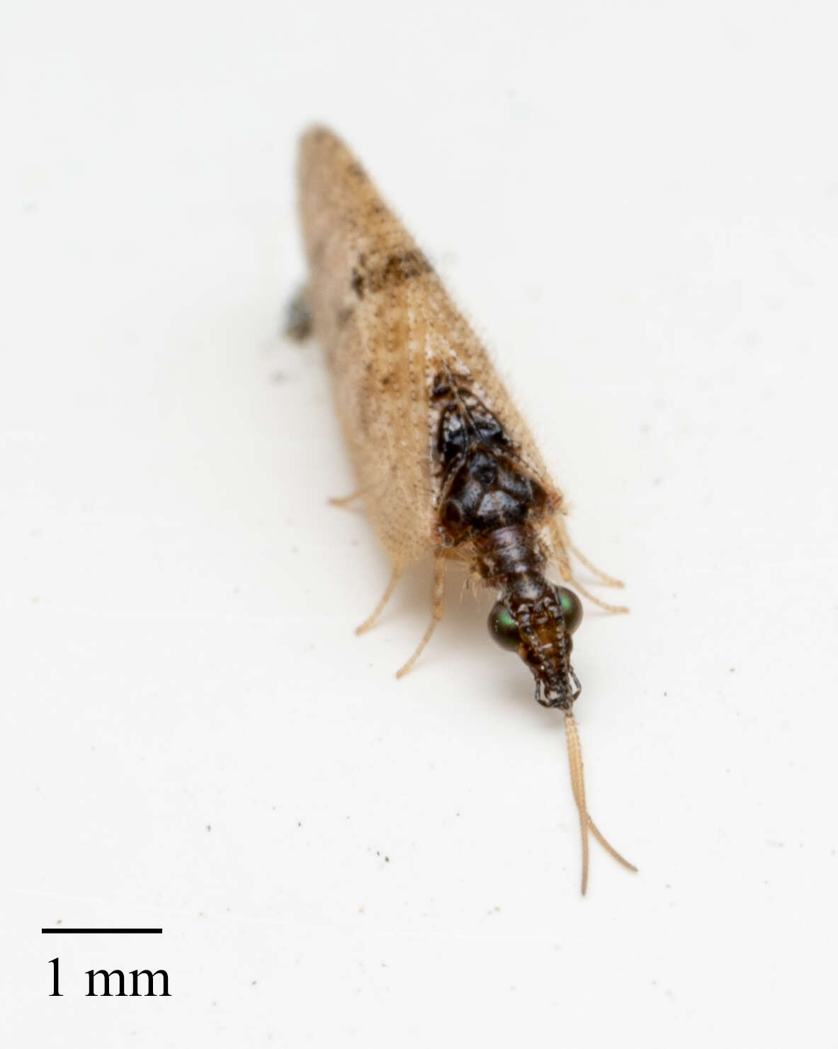 Image of Barber's brown lacewing