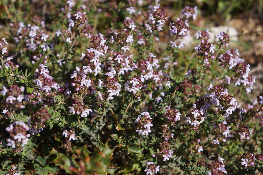 Image de Thymus vulgaris subsp. vulgaris