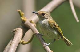 Image of Rusty-fronted Tody-Flycatcher