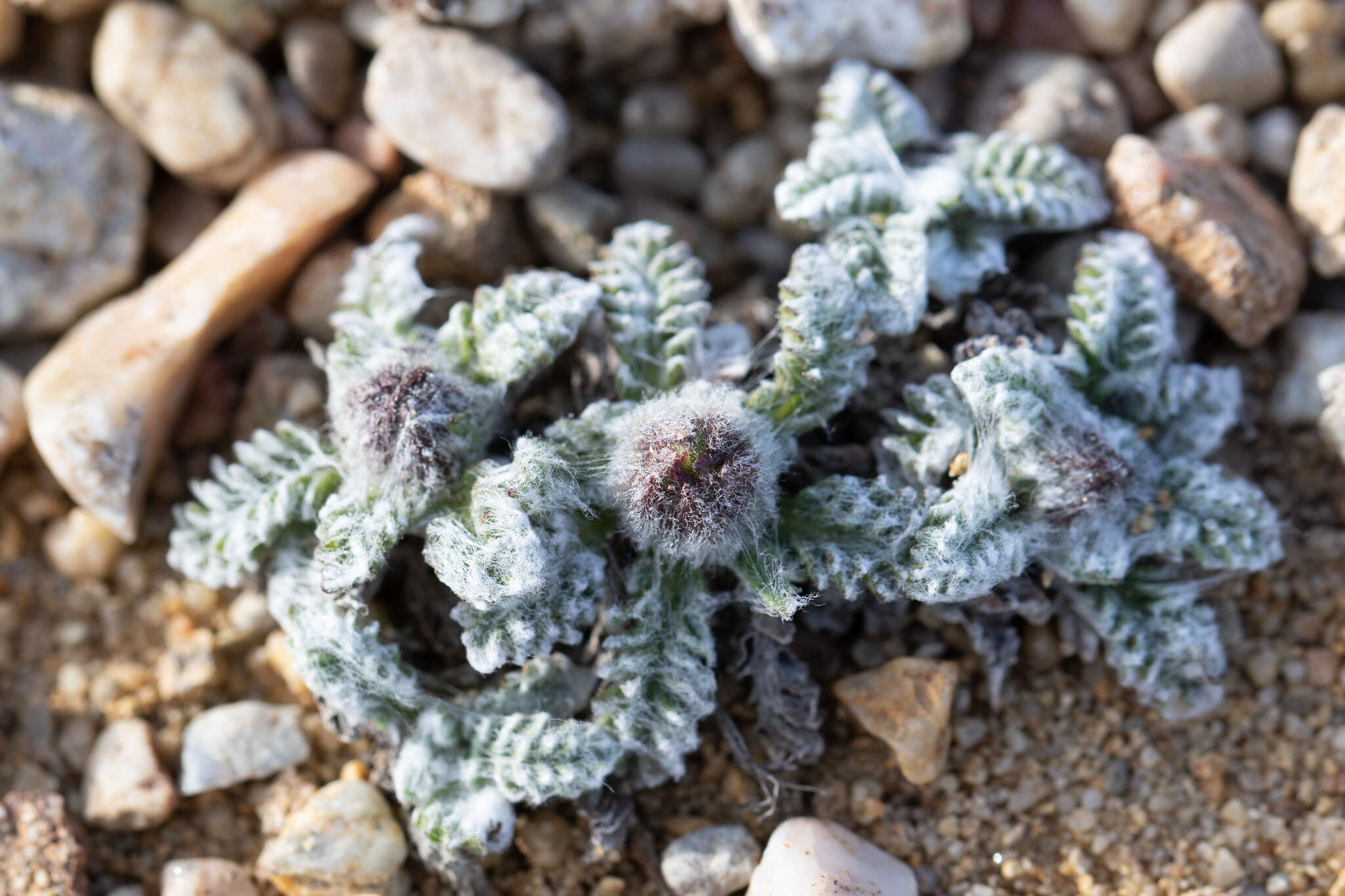 Image of Leucheria leontopodioides (Kuntze) K. Schum.