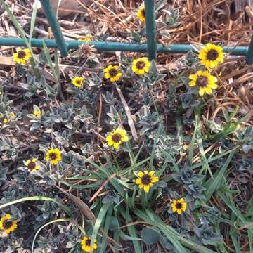 Image of Mexican creeping zinnia