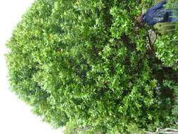 Image of California laurel