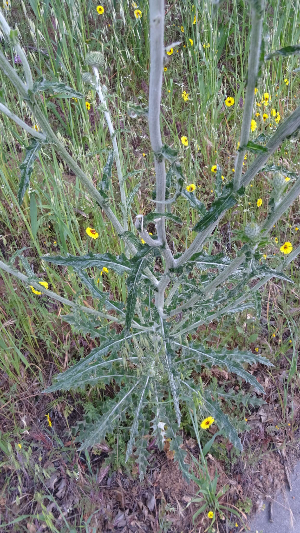 Cirsium cymosum (Greene) J. T. Howell的圖片