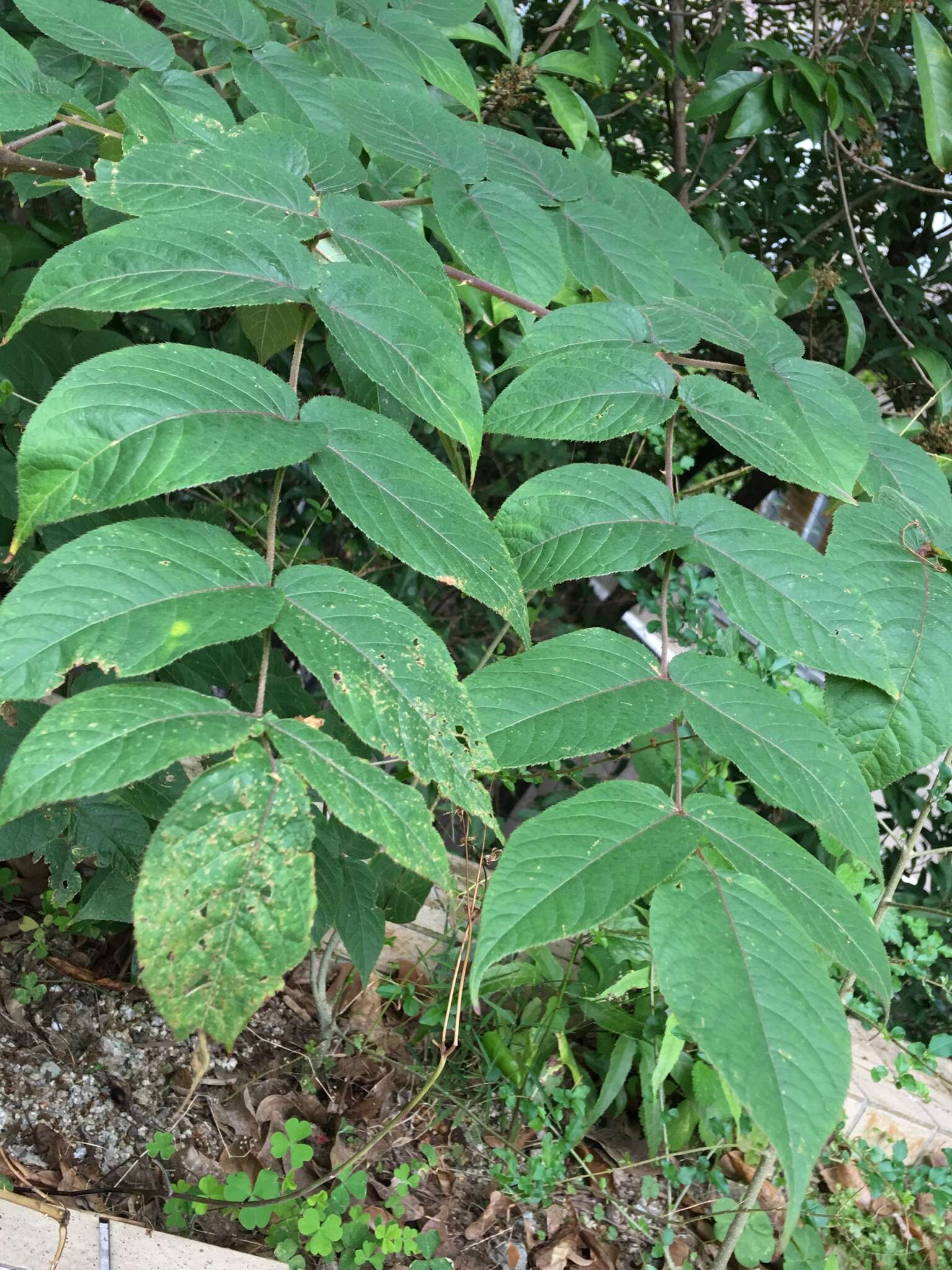 Image of Chinese angelica tree