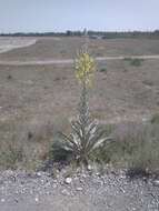 Image of Verbascum songaricum Schrenk