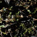 Image of Mesembryanthemum emarcidum Thunb.