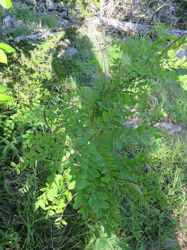 Image of Ouachita False Indigo