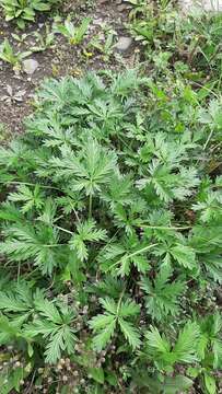 Image of Potentilla angarensis Popov