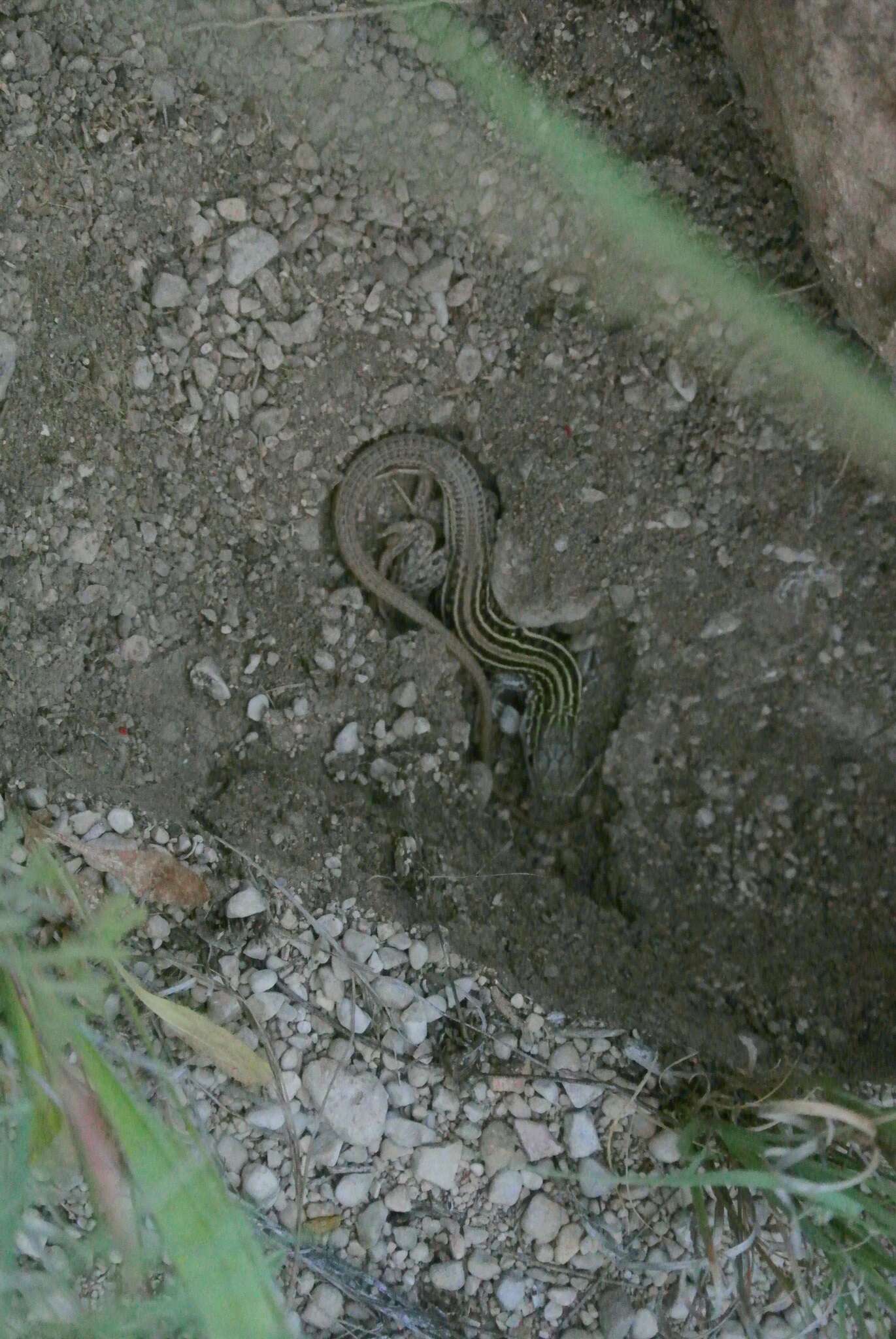 Image of Common Spotted Whiptail