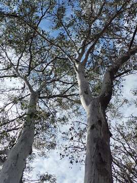 Image of Eucalyptus tereticornis subsp. basaltica A. R. Bean