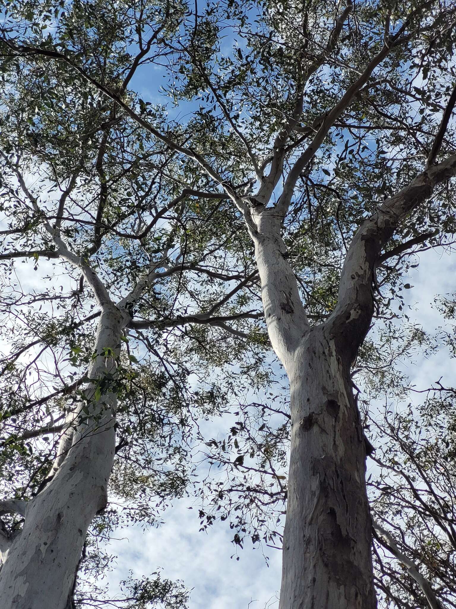 Imagem de Eucalyptus tereticornis subsp. basaltica A. R. Bean