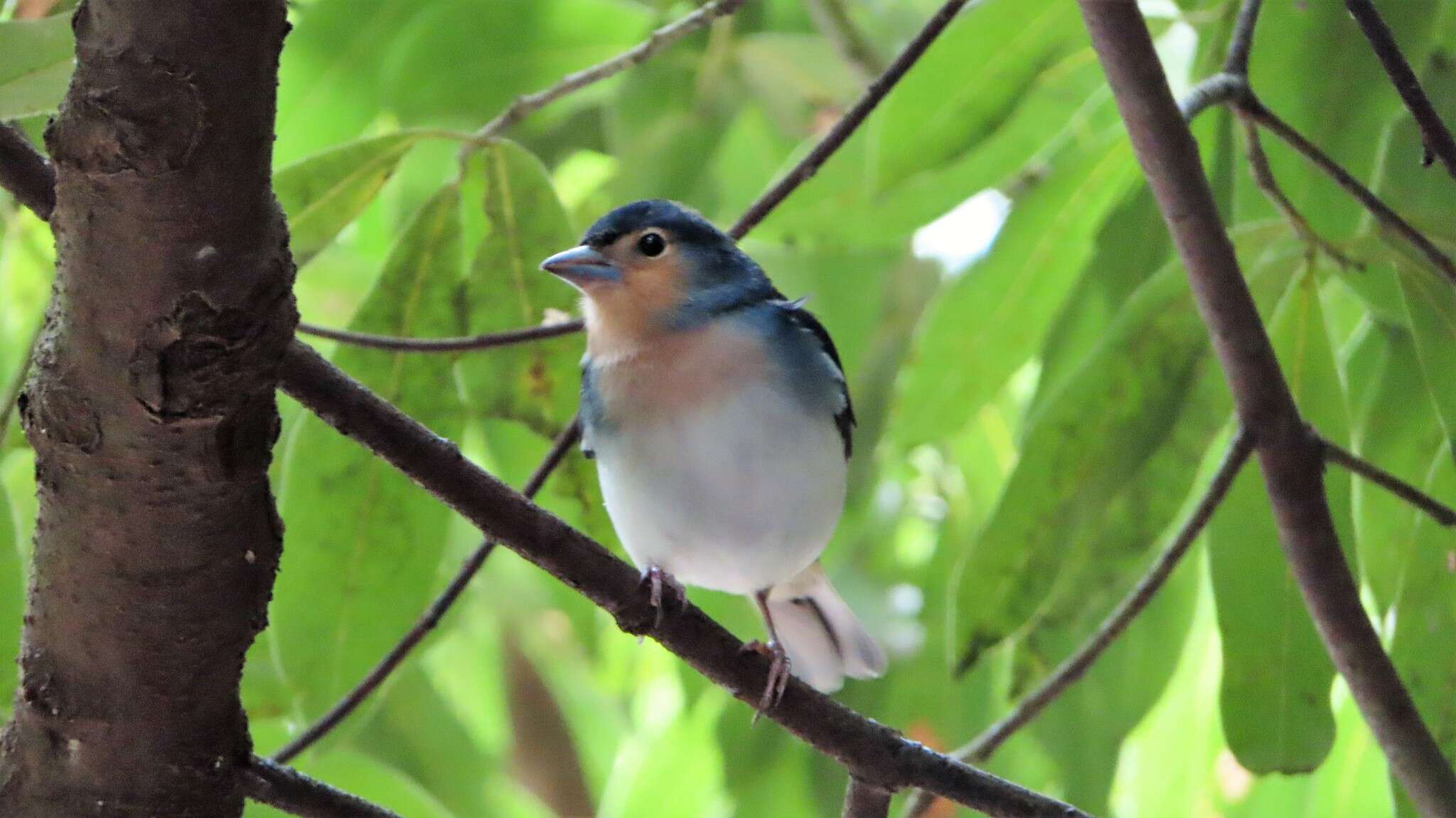 Image of La Palma Chaffinch