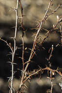 Image of Colorado barberry