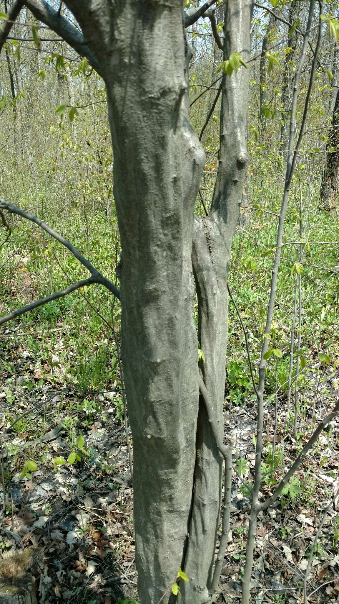 Image of American hornbeam