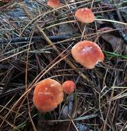 Image de Marasmius sullivantii Mont. 1856