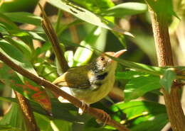 Image of Common Tailorbird