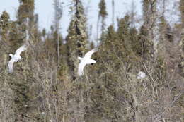 Image of Willow Grouse and Red Grouse