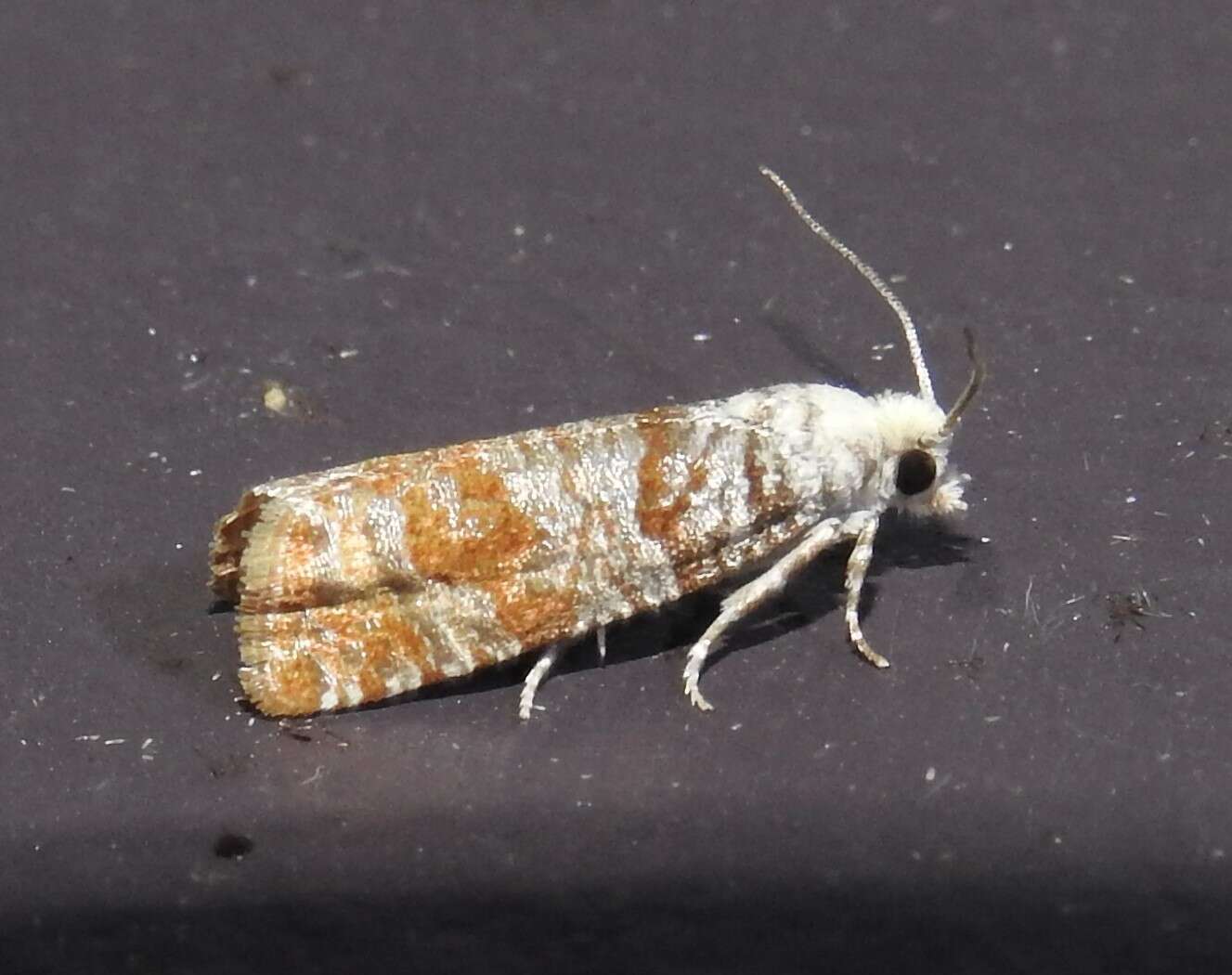 Image of Pitch Twig Moth