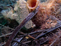 Image of Glauert&#39;s anglerfish