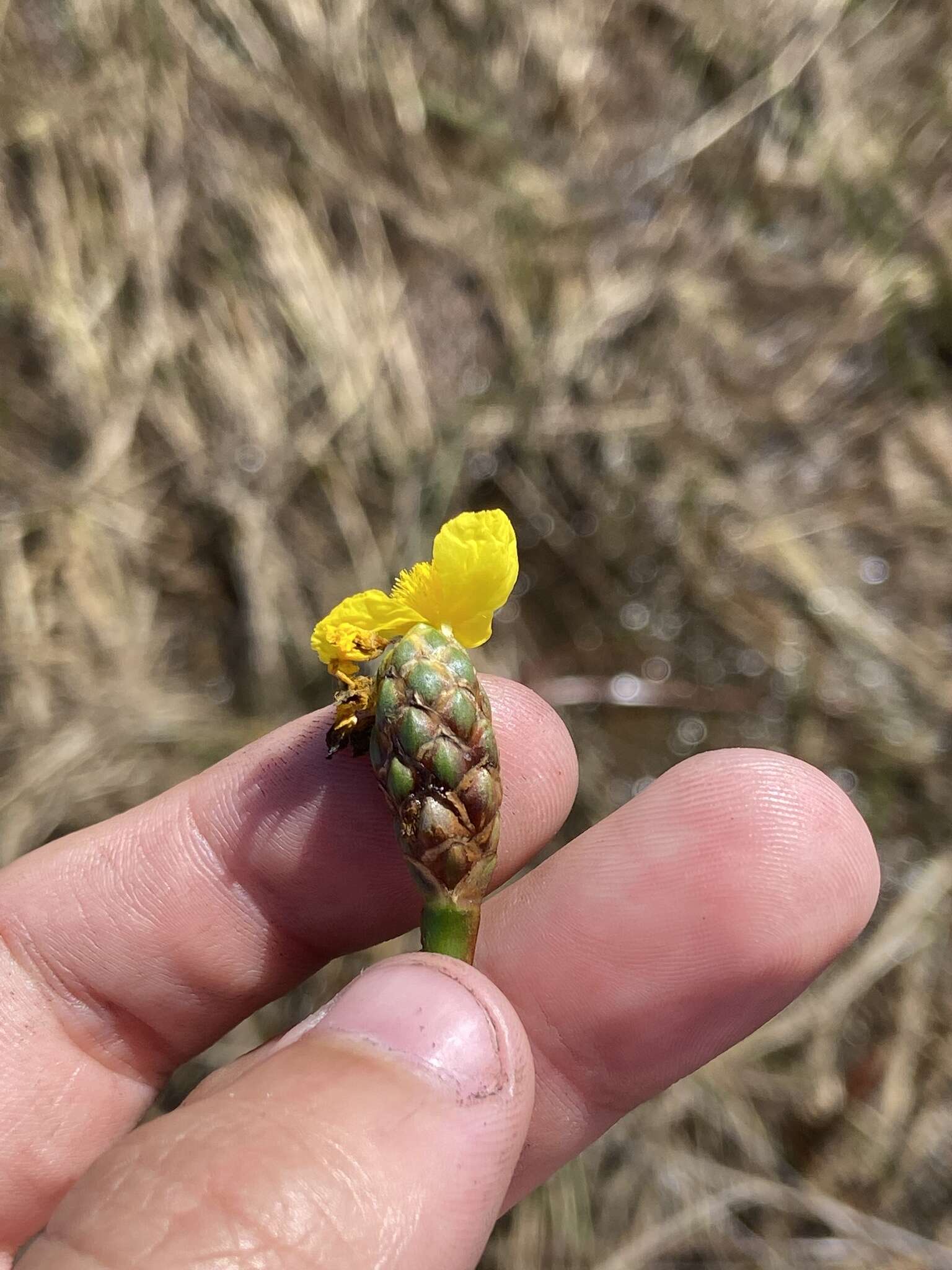 Image of Small's yelloweyed grass