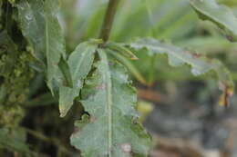 Imagem de Rumex pseudonatronatus (Borb.) Borb. ex Murb.