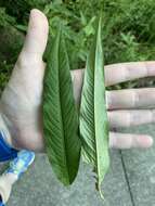 صورة Persicaria setacea (Baldw. ex Ell.) Small