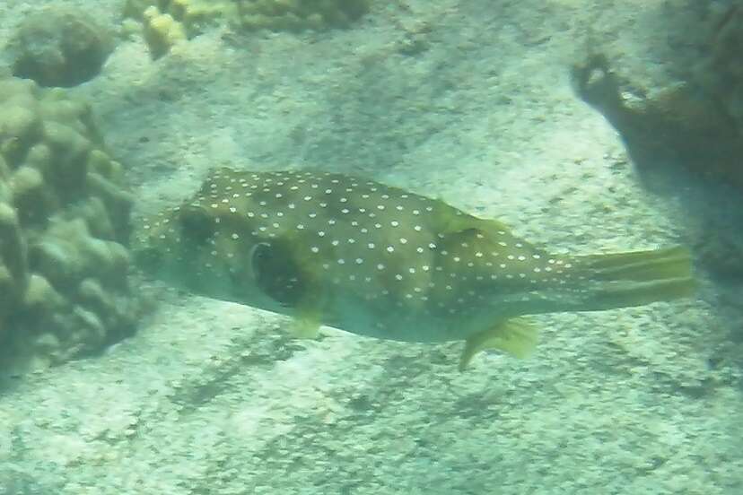 Image of Broadbarred Toadfish