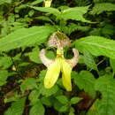 Plancia ëd Impatiens falcifer Hook. fil.