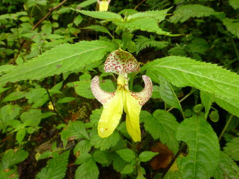 Impatiens falcifer Hook. fil. resmi