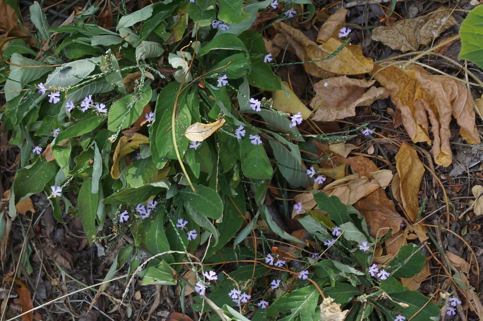 Elytraria imbricata (Vahl) Pers. resmi