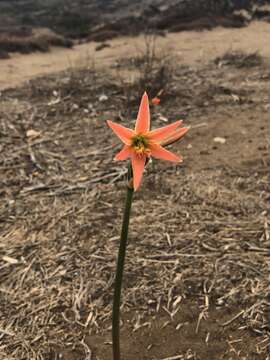 Image of Zephyranthes advena